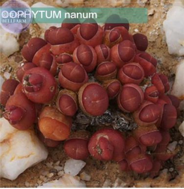 15 seeds OOPHYTUM Nanum Seeds