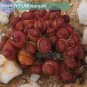 15 seeds OOPHYTUM Nanum Seeds