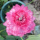 1 seeds New Bonsai Balcony Red Multi-petalled Lotus Flower Seeds