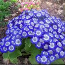 200 seeds Blue Daisy White Heart Very Beautiful Garden Flowers