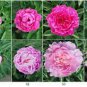 5 seeds Heirloom 'Hong Yu Lou' Red Peony Shrub Flower Seeds