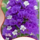 35 Seeds Forget Me Not Flowers Seeds, Original pack, ornamental flower seeds