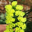 30 seeds Yellow Perennial Sea Lavender Brilliant Enchanting Limonium