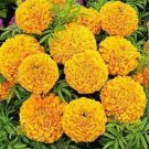 200 seeds African Marigold Flowers Orangish Yellow Color