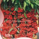 12 seeds Ardisia Crenata Christmas Coral Berry Ornamental Tree