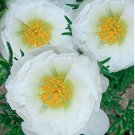 100 seeds White Portulaca Grandiflora Seeds Homegrown Moss Rose Sun Plant Flowers
