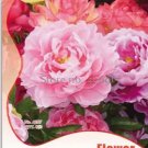 8 seeds Red Peony Paeonia Suffruticosa The King Of Flowers