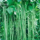 20 seeds 40 inch Super Long Green Cowpea Organic Vegetables