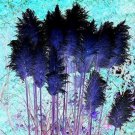 400 seeds Bulish Black Pampas Grass Seeds Garden Ornamental Plants