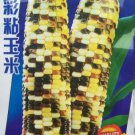 120 seeds Rare Heirloom Early-Maturing Sticky Colorful Sweet Corn Organic Seeds
