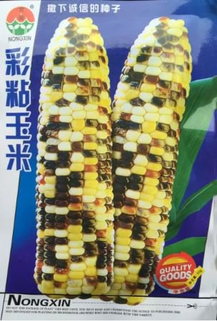 120 seeds Rare Heirloom Early-Maturing Sticky Colorful Sweet Corn Organic Seeds
