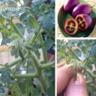 100 seeds Heirloom Small Bright Purple Tomato Hybrid F1