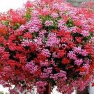 100 seeds Ivy Leaf Geranium Mixed Pink & Red Flower Seeds