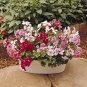 100 seeds Ivy Leaf Geranium Mixed Pink & Red Flower Seeds