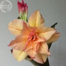 2 seeds Heirloom 'Cheng Wang' Adenium Desert rose
