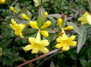 20 Seeds Flowers Yellow Jasmine
