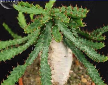1 seeds Euphorbia squarrosa Seeds, Professional Pack