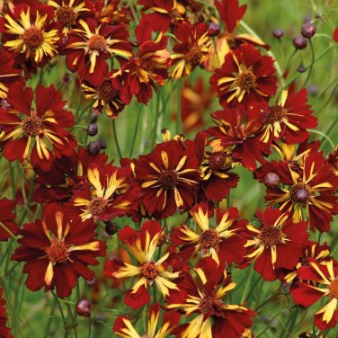 20 Seeds Rare Coreopsis Tinctoria 'Roulette' Cosmos Flower