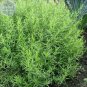 10 Seeds Russian Tarragon Seeds, , aromatic and culinary properties
