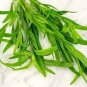 10 Seeds Russian Tarragon Seeds, , aromatic and culinary properties