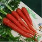 100 Seeds, Atomic Carrot Seeds, rose red vegetables green seeds