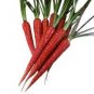 100 Seeds, Atomic Carrot Seeds, rose red vegetables green seeds