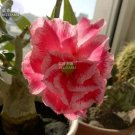 2 seeds Adenium Rose Red Light Pink Flower Seeds