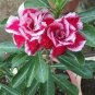 2 seeds Adenium Rose Red Light Pink Flower Seeds