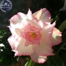 2 seeds Adenium Light Whitish Pink Petals Light Pink edge Flower Seeds