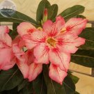 2 seeds Adenium Orange Petals Red Stripe Flower Seeds single compact flowers bonsai desert rose