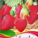 40 seeds Giant Strawberry Oblate Red Fruit Seeds