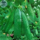 10 seeds Fruit Cucumber Straight Refreshing Vegatable Seeds