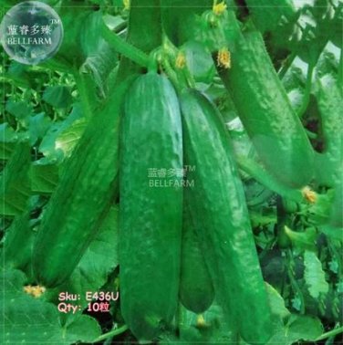 10 seeds Fruit Cucumber Straight Refreshing Vegatable Seeds