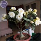 2 seeds Adenium White Yellow Bonsai Tree Flower Seeds