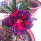 2 seeds Adenium Fire Red Purple Petals Flower Seeds