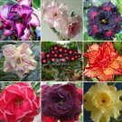 100 seeds Adenium Mixed 9 Types Double Petals Flower Seeds