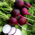 150 seeds Radish Violet Round Vegetable Seeds