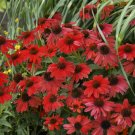 100 Seeds Rare 'Sprite' Fire Red Echinacea
