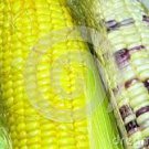 200 seeds Corn Colorful Sweet Glutinous Corn Seeds