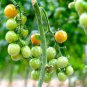 200 seeds Tomato 'green grape' Sweet Fruit Seeds