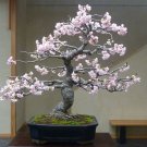 20 Seeds Sakura Bonsai