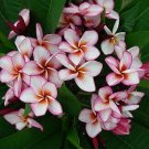 100 Seeds Plumeria rubra Mixed
