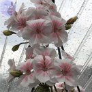 10 seeds Geranium Bonsai Purely White to Light Pink Single Petals Plant*Seeds(no soil)