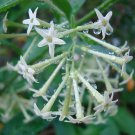 20 Seeds Cestrum Nocturnum Night Blooming Jasmine White Flowers
