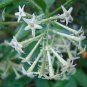 20 Seeds Cestrum Nocturnum Night Blooming Jasmine White Flowers