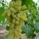 100 Seeds Golden Green Sweet Grape Organic