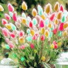 300 Seeds Rabbit Tails Grass Bonsai Colorful Fescue Bonsai Ornamental