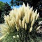 200 Seeds Mixed Colors Pampas Grass Plant Bonsai Balcony Colorful Grass Flores