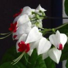 100 Seeds Clerodendrum Thomsonae Bonsai Purple Double Petals Fuchsia Potted