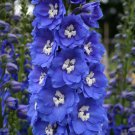 100 Seeds Delphinium Bonsai Flower Forking Larkspur Salmon King Garden